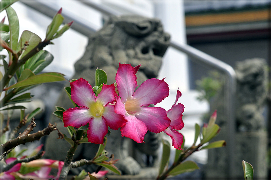 foto Thailandia e Cambogia